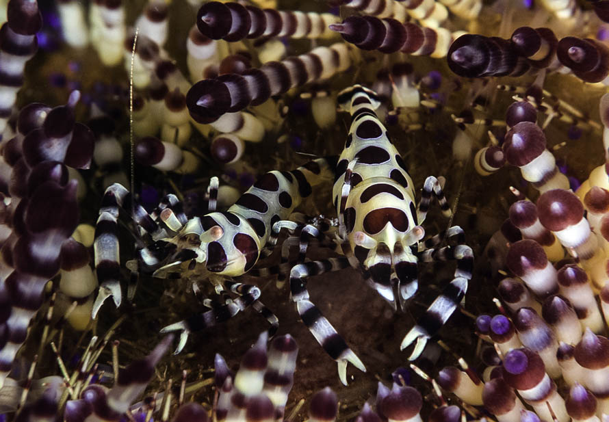 Periclimenes colemani 